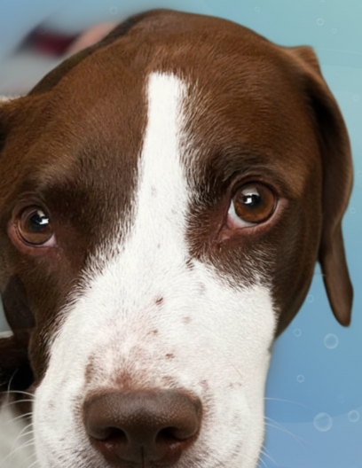 Close-up portrait of Bingo against a soft blue background