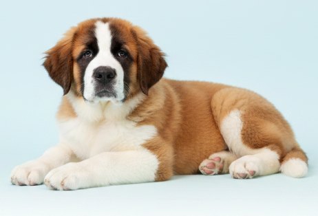 Bingo dog against a blue and green gift-card background